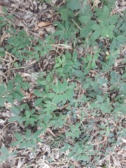 Polygonatum multiflorum