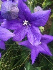 Platycodon grandiflorus