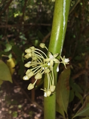 Cynanchum floriferum image