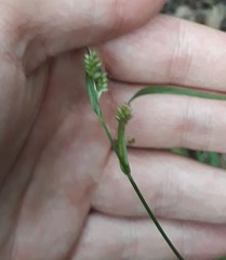 Carex pallescens