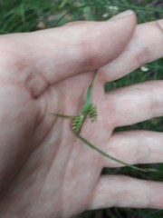 Carex pallescens