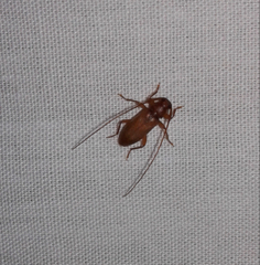 Valenus inornatus