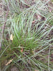 Carex pallescens