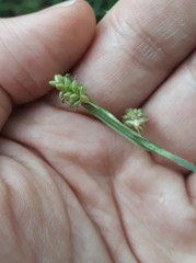 Carex pallescens