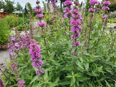 Lythrum salicaria