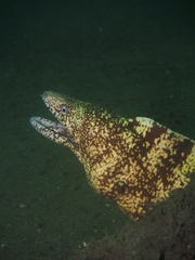 Gymnothorax kidako