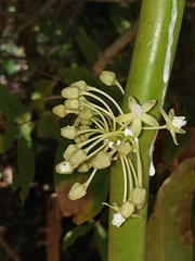 Cynanchum floriferum image