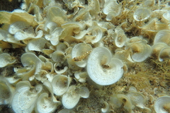 Padina pavonica