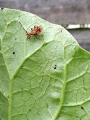Coreus marginatus