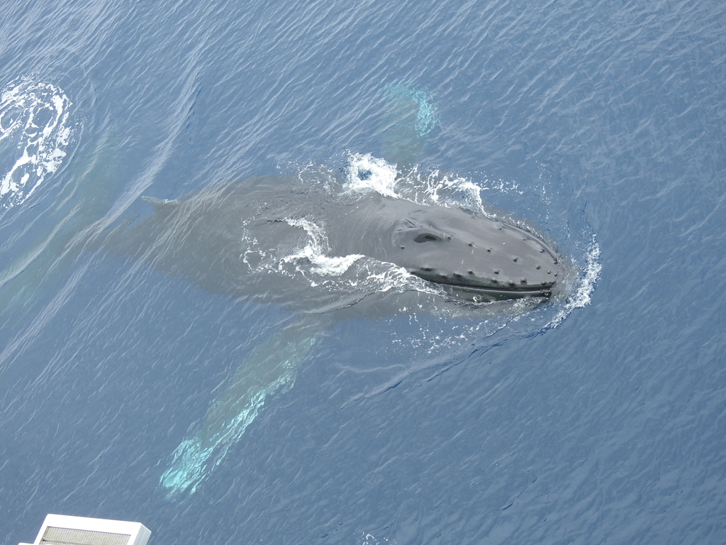 Southern humpback whale
