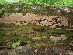 Phellopilus nigrolimitatus