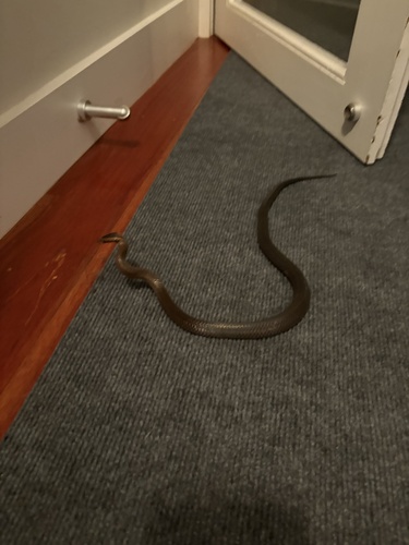 Golden-crowned Snake sighting