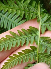 Thelypteris palustris palustris