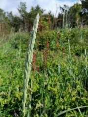 Leymus arenarius