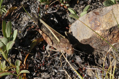 Cratypedes lateritius