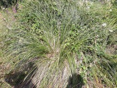Carex paniculata