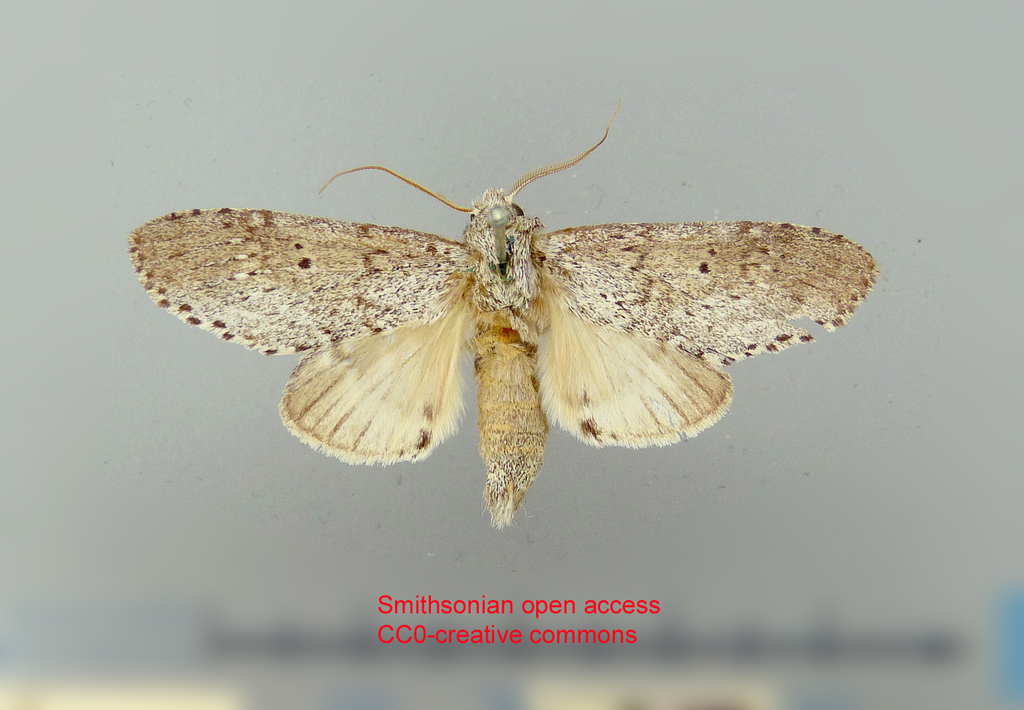 Malocampa friburga