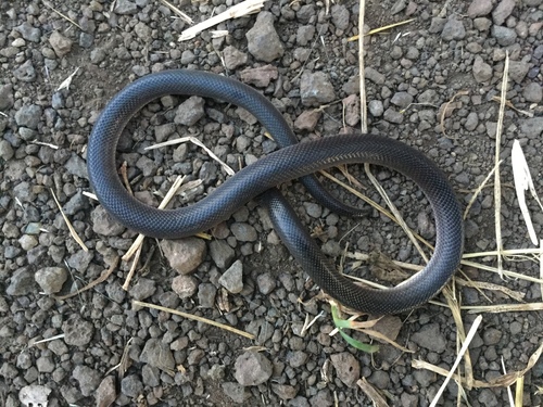 Photo of a Bibron's Burrowing Asp (Atractaspis bibronii)
