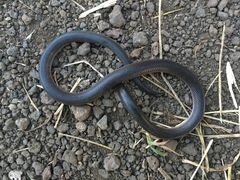 Atractaspis bibronii