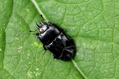 Hololepta aequalis