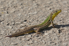Dalmatian Wall Lizard photo 5