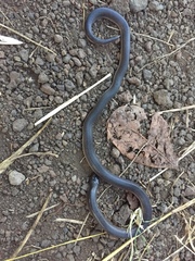 Atractaspis bibronii