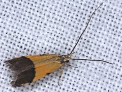 Crocanthes micradelpha