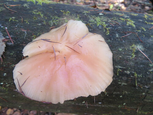 Rhodotus palmatus