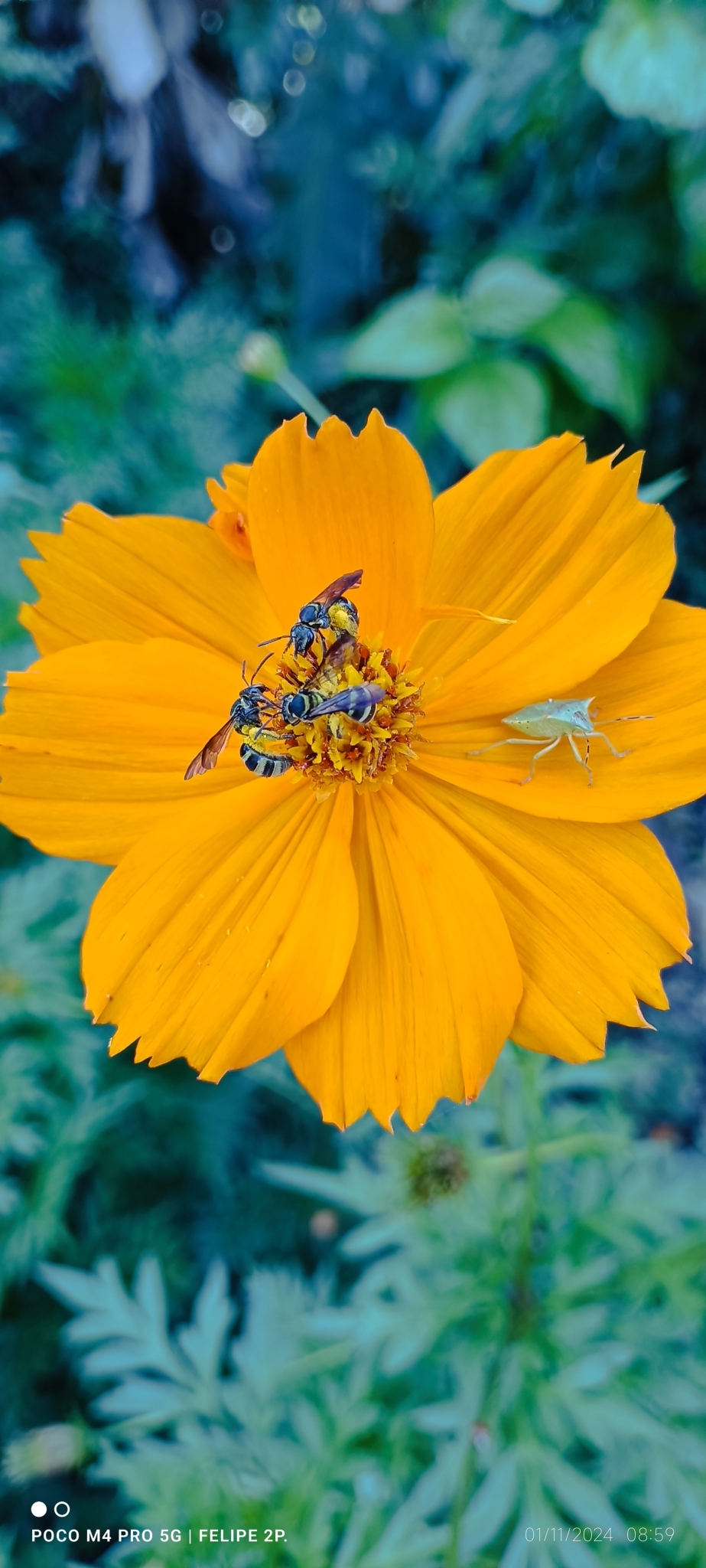 Cosmos sulphureus