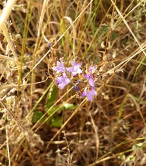 Campanula rapunculus