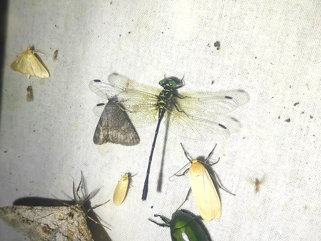 Stylogomphus annamensis