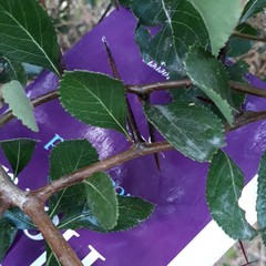 Crataegus persimilis