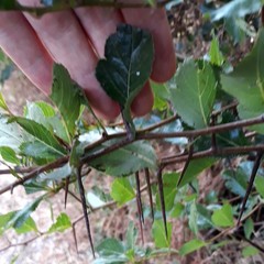Crataegus persimilis