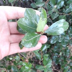 Crataegus persimilis