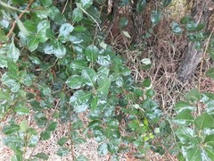 Crataegus persimilis