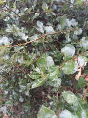 Crataegus persimilis