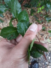Crataegus persimilis