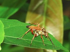 Macromerella honesta