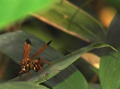 Macromerella honesta