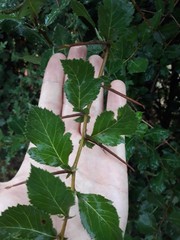 Crataegus persimilis