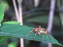 Macromerella honesta