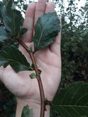 Crataegus persimilis