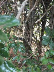 Crataegus persimilis