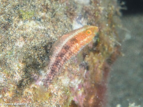 European Parrotfish