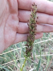 Dactylorhiza maculata