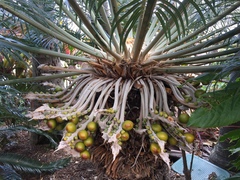 Cycas rumphii