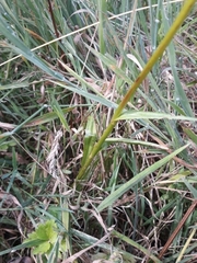 Dactylorhiza maculata