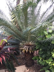 Cycas rumphii