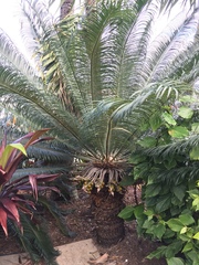 Cycas rumphii