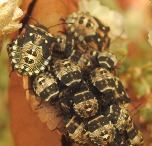 Chroantha ornatula